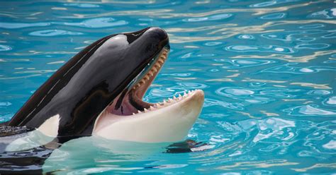 Its Official Killer Whales Can Imitate Human Speech 7 Photos And Video