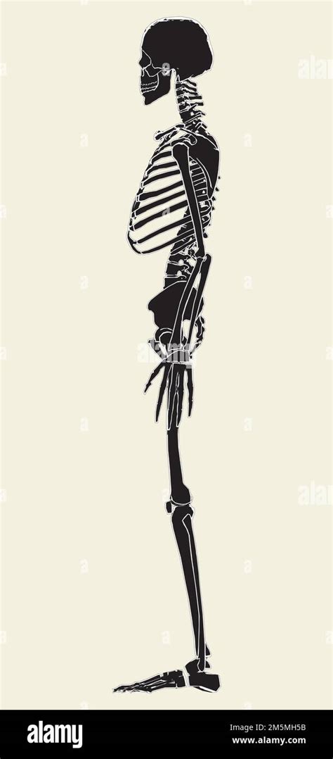 Human Skeleton Vector Illustration On White Background A Vector