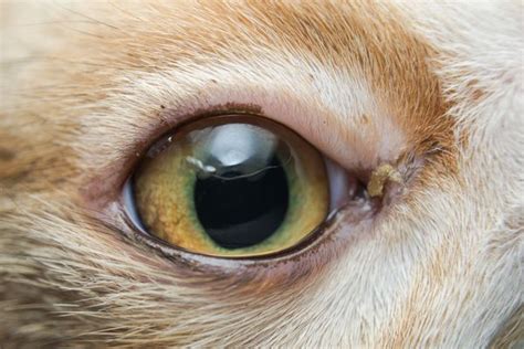 How To Identify Cat Eye Infections