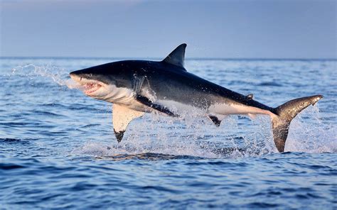 Great White Shark Jumping Out Of Water Hd Wallpaper