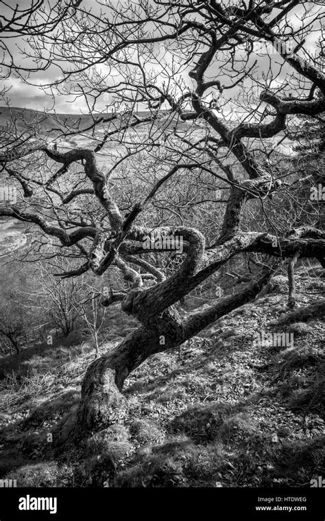 A Twisted Gnarled Old Oak Tree Growing On A Hillside In Northern