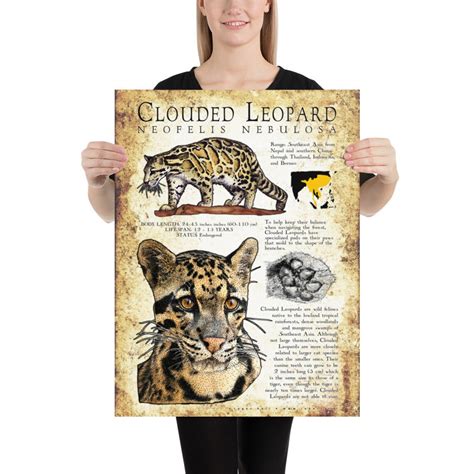 Clouded Leopard Poster Print Etsy