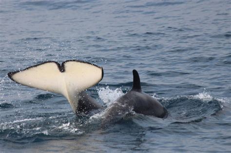 Orcas are some of the most effective predators in the ocean, and each population of them have developed unique hunting techniques that definitely earn them the killer whale title. Sie sind da: Die Orcas