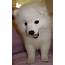 Japanese Spitz Canada About The
