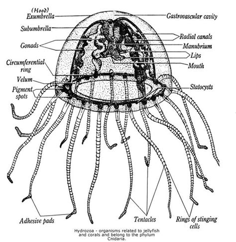 Jellyfish Anatomy Marine Biology Eye Anatomy Diagram Jellyfish