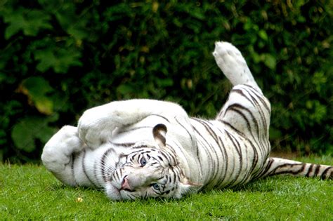 The bengal tiger, also known as the royal bengal tiger or the indian tiger, is the subspecies with the largest population. Save White Royal Bengal Tigers ~ MyClipta