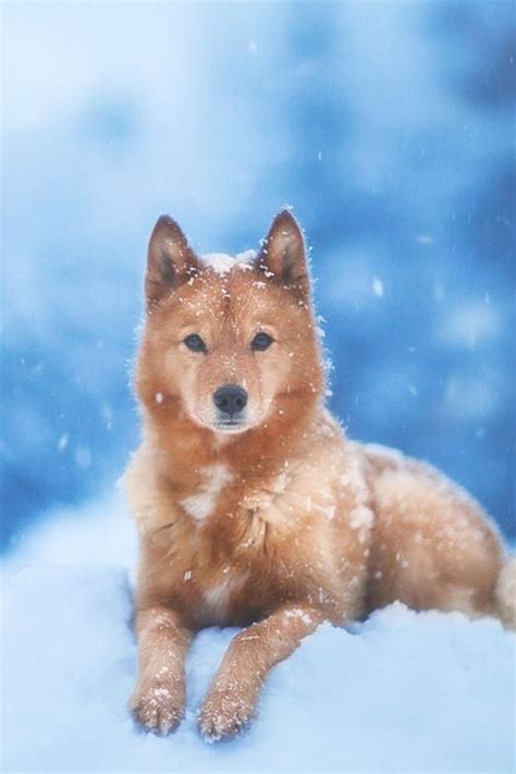 Pin By Thebosch22 On Finnish Spitz In 2020 Pretty Dogs Spitz Dogs