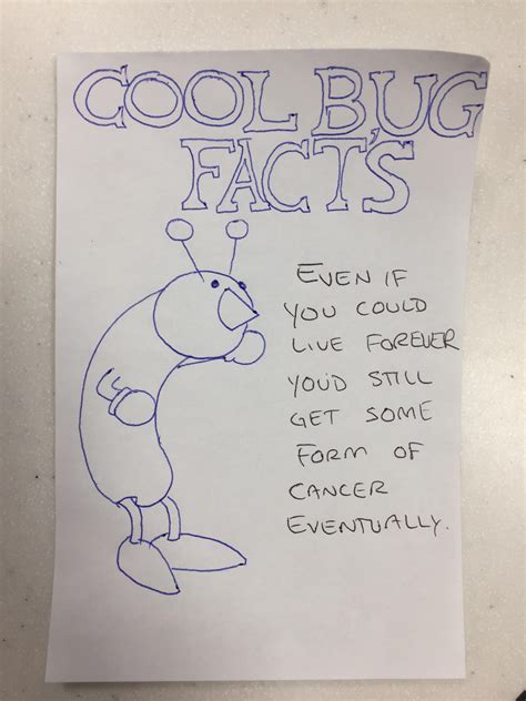 Cool Bug Facts Template