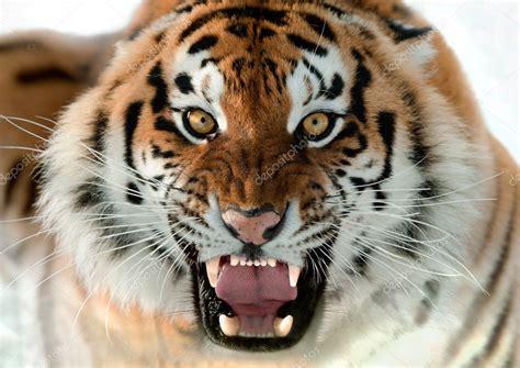 Siberian Tiger Growling — Stock Photo © Surzet 12002654