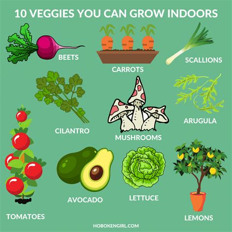 10 Vegetables You Can Grow Indoors Where To Get Them In Hoboken