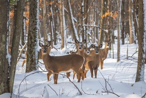 Illinois Hunters Harvest More Deer Than They Did In 2022 Ourquadcities