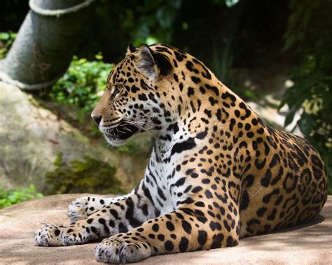 Download Wallpaper 1280x1024 Jaguar Wild Cat Predator Standard 54 Hd