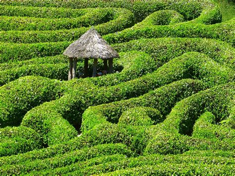 Free Download Hd Wallpaper Green Leafy Plant Maze Labyrinth