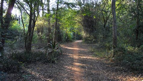 Restoration Of Tropical Dry Evergreen Forest Avi Uk