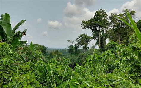 Au Cœur De La Forêt Gabonaise On Capte Léquivalent Dun Tiers Des émissions De Co2 De La