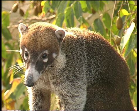 Un cusumbo domesticado y un pájaro trompetero en esta reserva en el perú. Los Días Productivos del Ocio: Estudio Breve sobre el Cusumbo