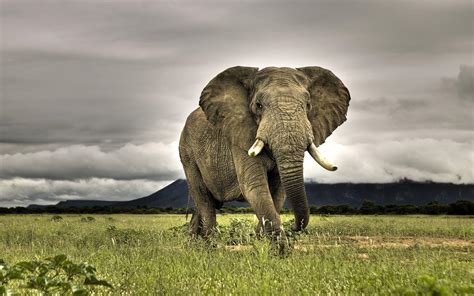 African Elephant Wallpapers Wallpaper Cave