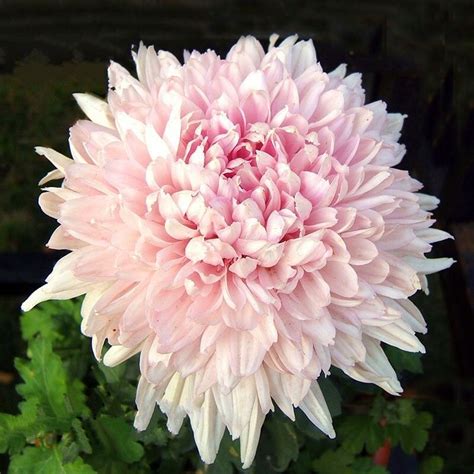Light Pink Chrysanthemum Morifolium 70 Pcs Flowers Seeds African Seeds