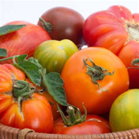 Growing Tomatoes A Collection Of Expert Advice Organic