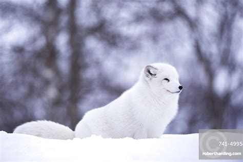 Arctic Fox Vulpes Lagopus Polar Stock Photo