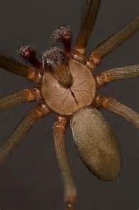 Brown Recluse Spider Loxosceles Reclusa Loxosceles Reclusa