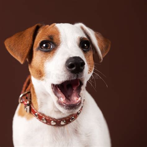 Surprised Dog Stock Photo Image Of Emotion Mouth Teeth 61193540