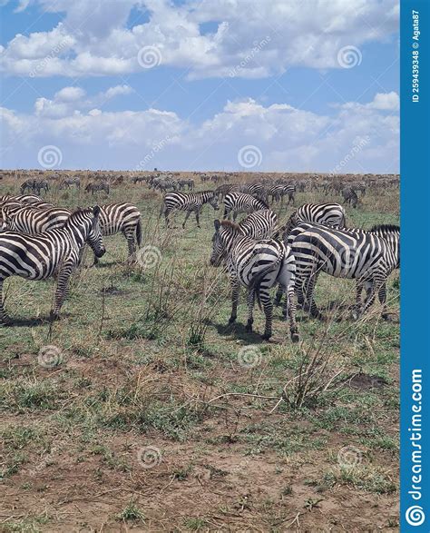 African Zebra In National Park Tanzania Safari In Africa Stock Photo