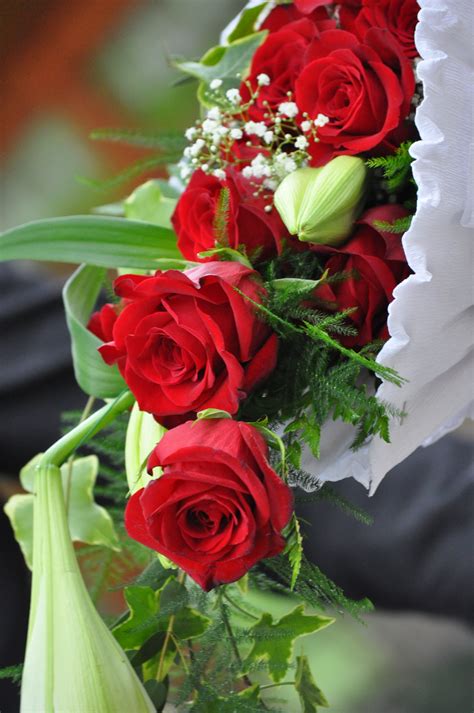Kostenlose Foto Blume Blütenblatt Rot Hochzeit Flora Rosen
