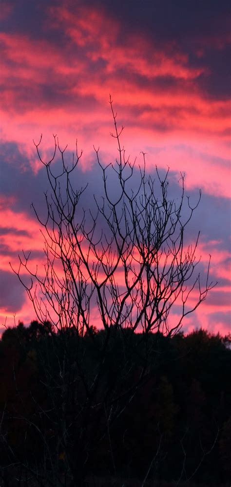 Tree Sunset Night Wallpaper 720x1520