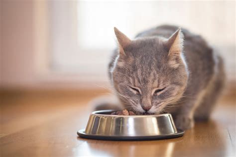 Our cat recently changed households. 6 Tips for Dealing with Diabetes in Cats - Catster