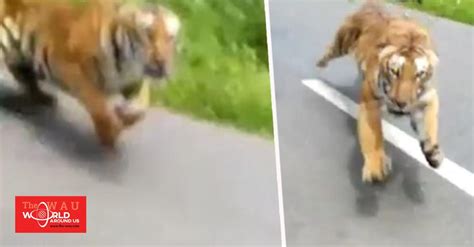 Terrifying Moment Motorcyclist Escapes Death After Being Chased By A Tiger