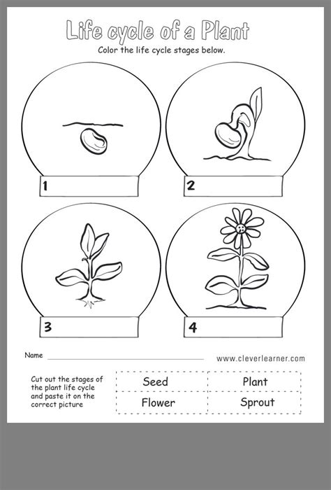 Life Cycle Of A Plant For Kindergarten Kindergarten