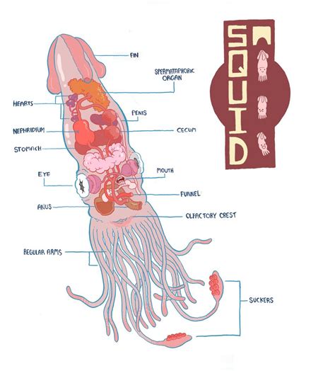 Squid Diagram By Mrdynamite On Deviantart Fish Anatomy Anatomy