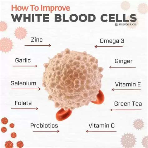 Best Ways To Increase White Blood Cells In Your Body