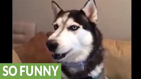 This Talking Husky Compilation Will Make You Smile Youtube