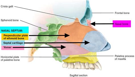 Nasal Septum Diagram