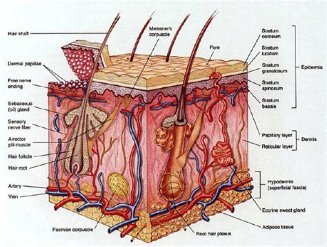 Almost every human being has them. Schematic representation of the human skin and of its sensors. | Download Scientific Diagram