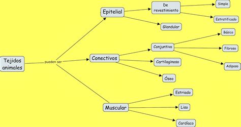 Biología Aplicada 4ºa 2 2013 Observación De Diferentes Tipos De Tejido