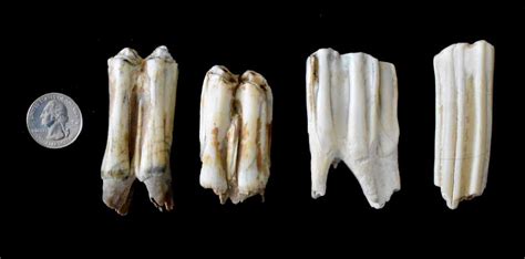 Cow Teeth Molars All About Cow Photos