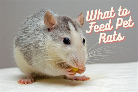 The Best Foods For Your Pet Rats Pethelpful