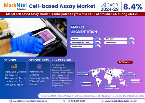 Infographics Cell Based Assay Market Size Share And Revenue Forecast