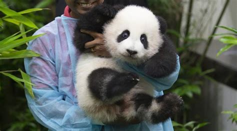 Baby Panda Born In Malaysia Zoo Makes Public Debut World News The