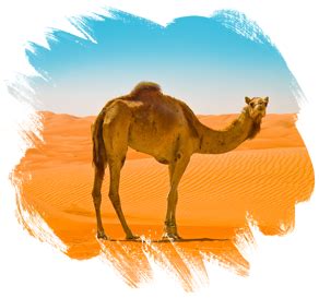 Find camelcamelcamel's competitors, compare camelcamelcamel's features and pricing vs. Prophet Salih (Peace be upon him) | Questions on Islam