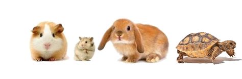 Petland florida has top quality puppies from the top 2% usda breeders available for purchase. Small Animal Sales Special At Petland Dunwoody Georgia