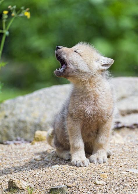 Baby Arctic Wolf Learning To Yawn Cute Baby Animals Baby Wolves