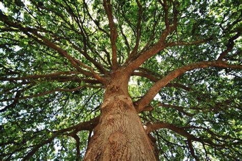 6 Common Types Of Oak Trees In Michigan Progardentips
