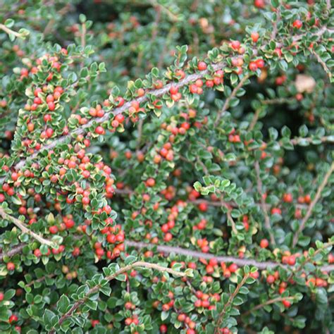 Buy Cotoneaster Cotoneaster Horizontalis Delivery By Crocus