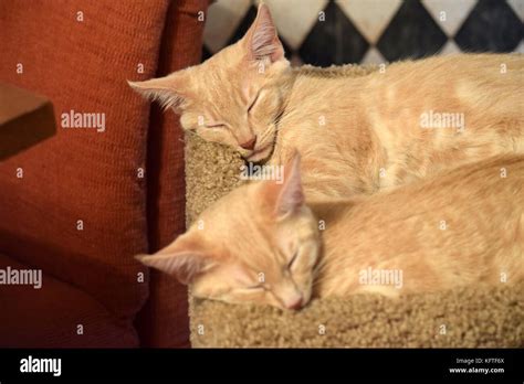Tabby Cats Stock Photo Alamy
