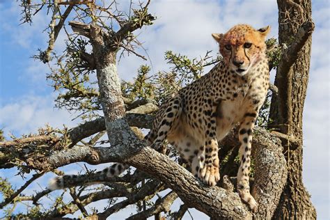 Cheetah Acinonyx Jubatus Remembering Cheetahs Photograph Flickr