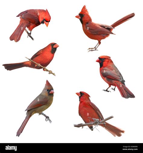 Male Cardinal Picture Of A Female Cardinal Female And Male Cardinals